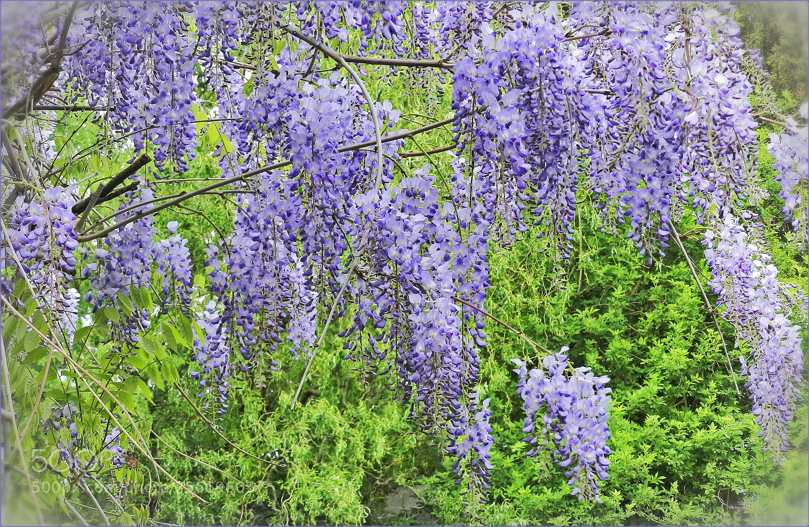 Nikon Coolpix P500 sample photo. Wunderful lilac wisteria photography