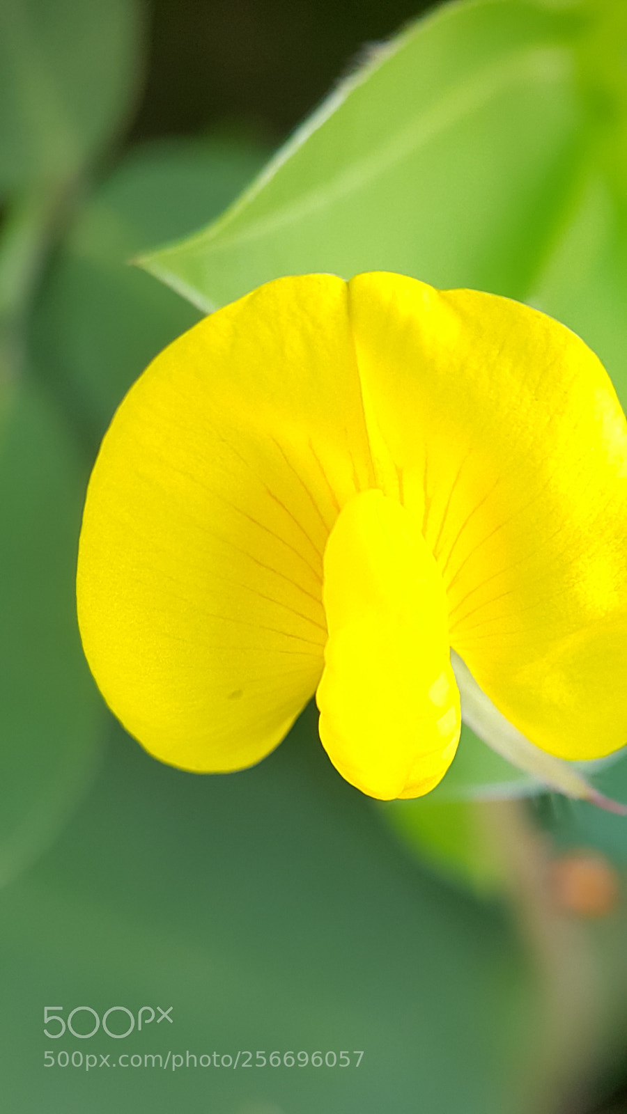Samsung Galaxy Note4 sample photo. Yellow photography