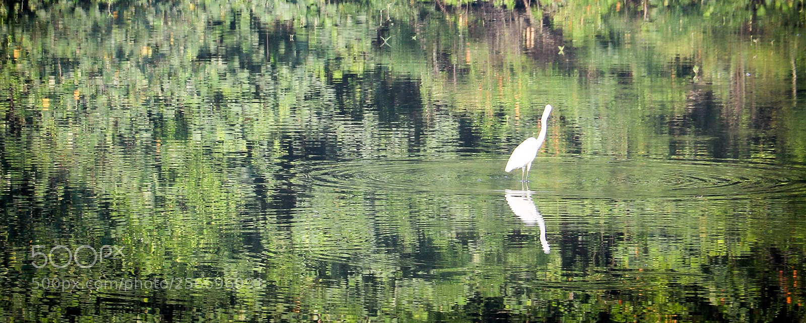 Canon EOS 750D (EOS Rebel T6i / EOS Kiss X8i) sample photo. Sungei buloh wetland reserve photography