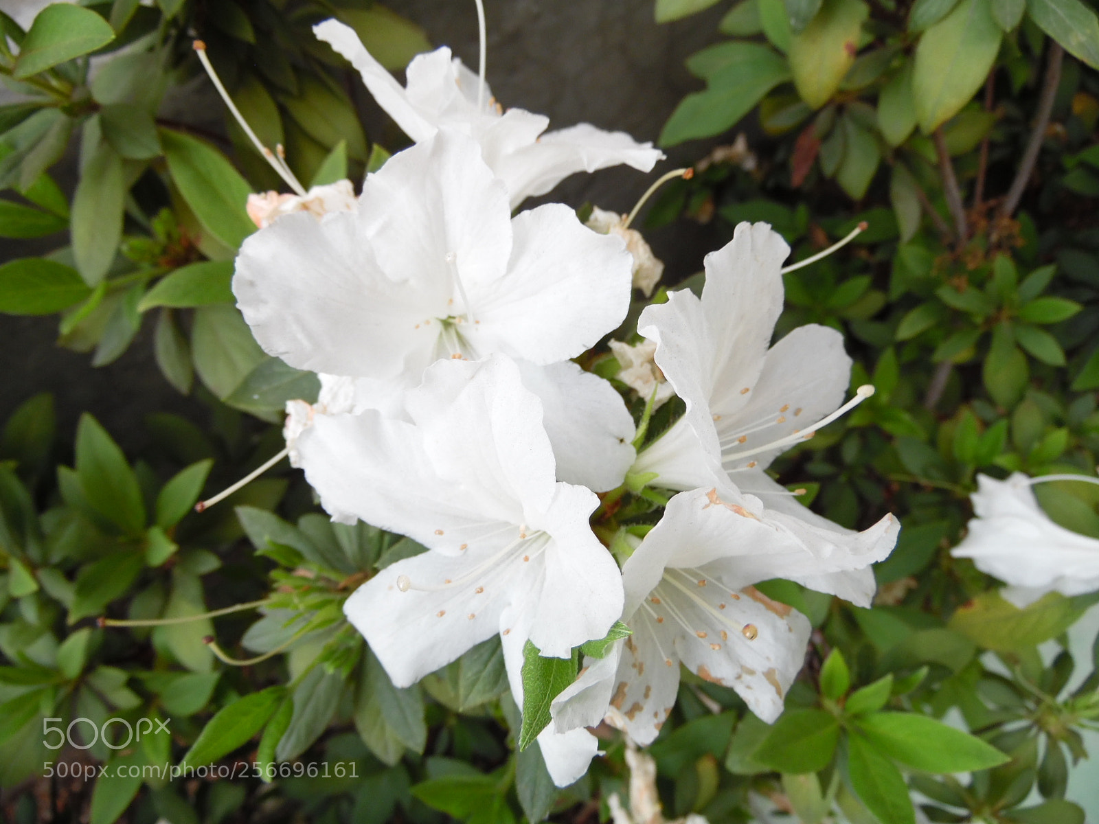 Samsung WB1100F/WB1101F/WB1102F sample photo. Untitled photography