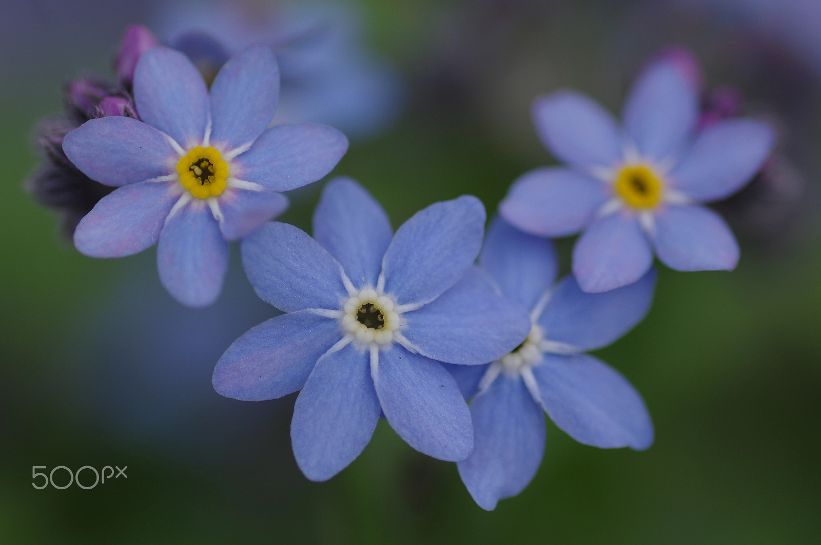 Pentax K-3 II + Pentax smc D-FA 100mm F2.8 Macro WR sample photo. Simply photography