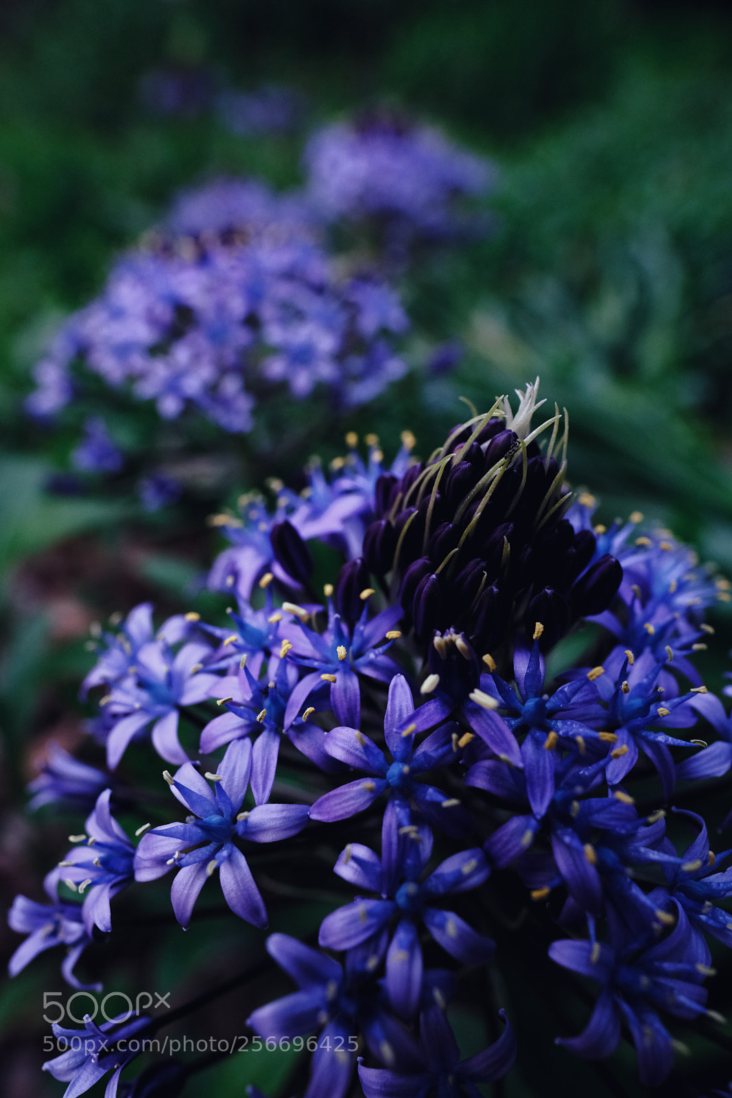 Fujifilm X-T2 sample photo. Sensitive purple photography