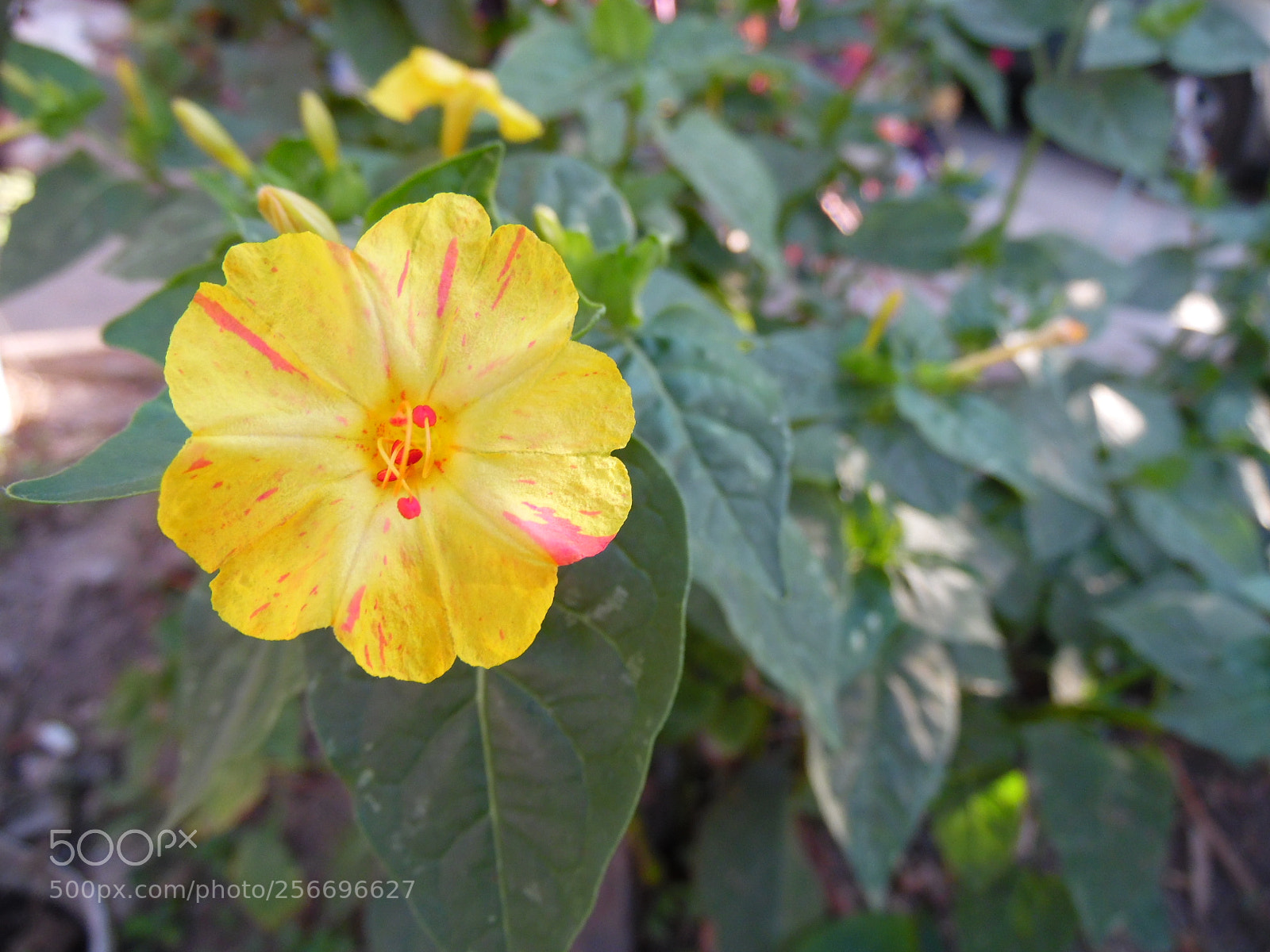 Samsung WB1100F/WB1101F/WB1102F sample photo. Feature photography