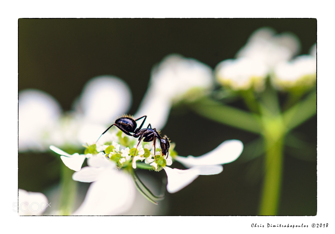 Nikon D7000 sample photo. Ant on a white photography
