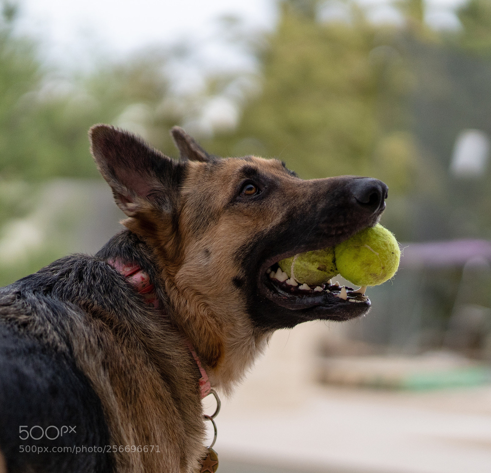 Sony a7 III sample photo. Untitled photography
