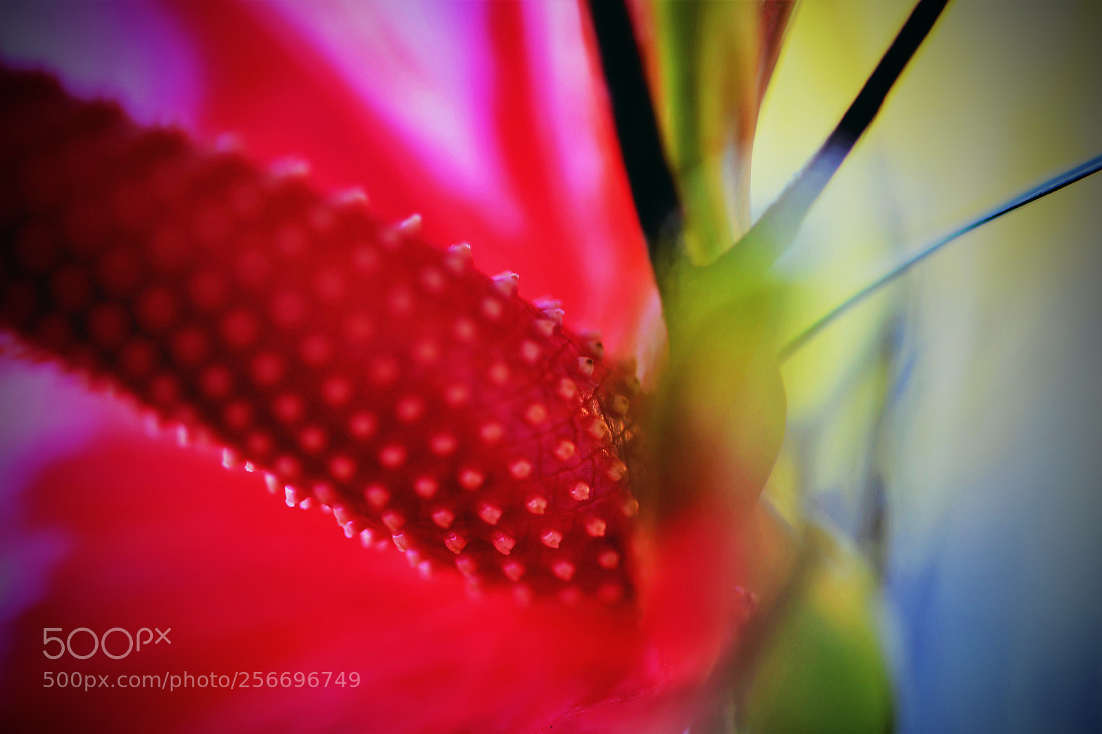 Nikon D500 sample photo. ...looking inside... photography