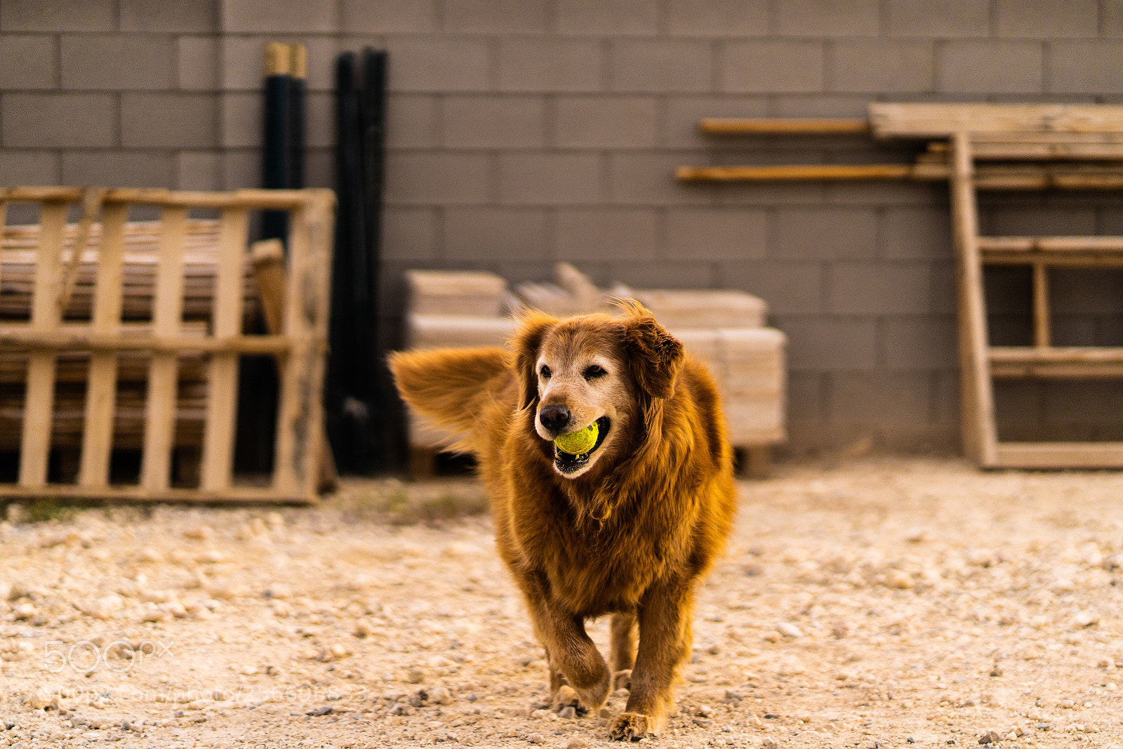 Sony a7 III sample photo. Untitled photography