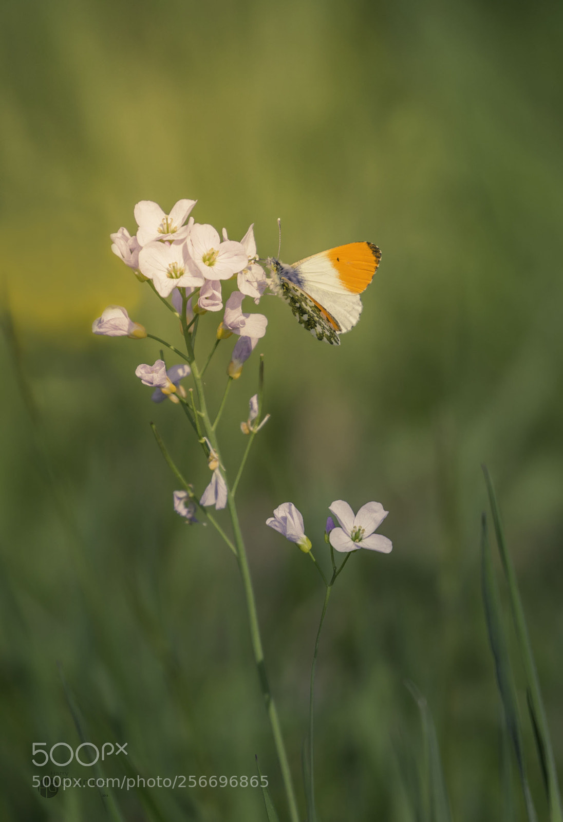Canon EOS-1D X sample photo. Orangetip photography