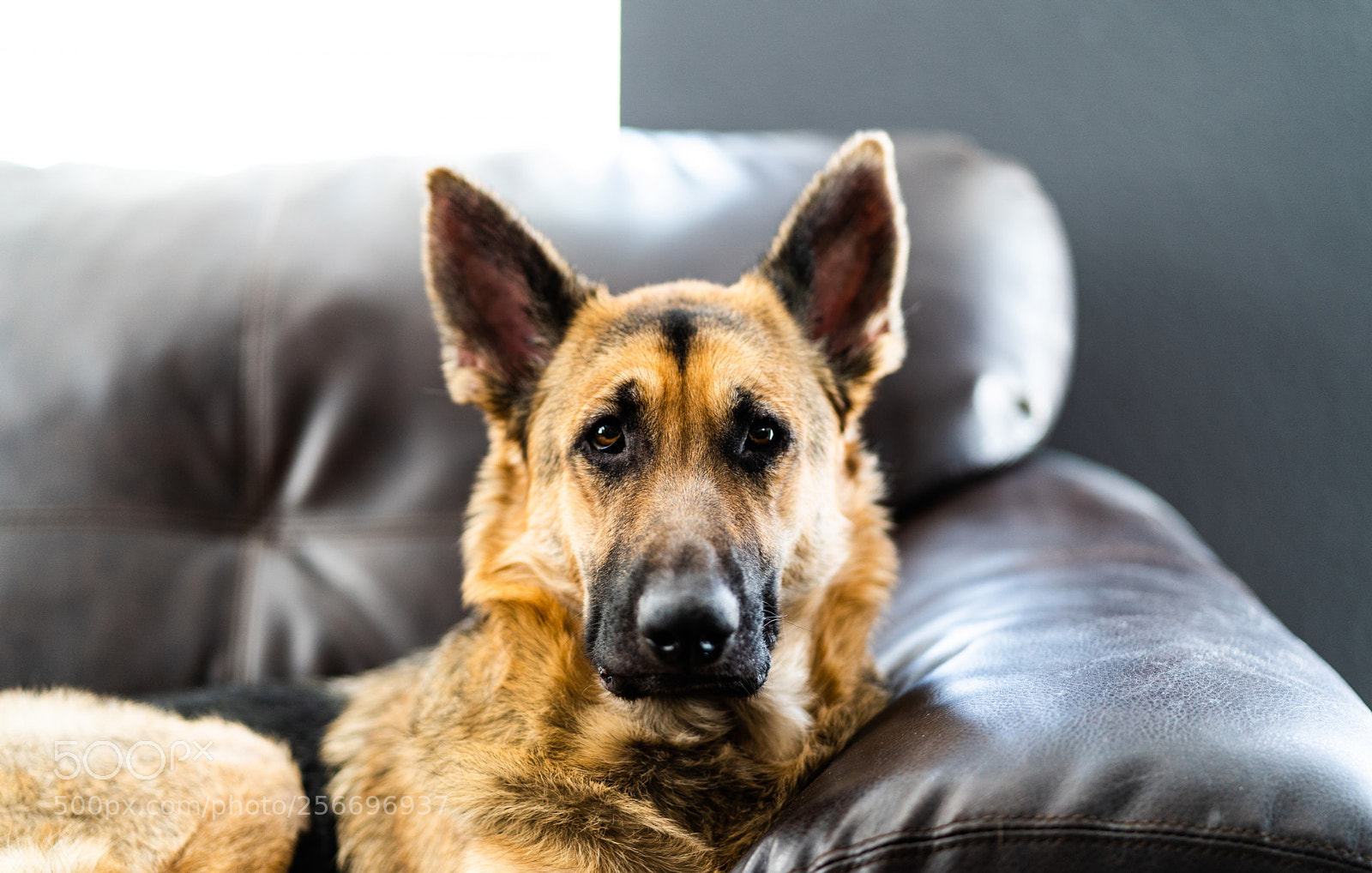 Sony a7 III sample photo. Untitled photography