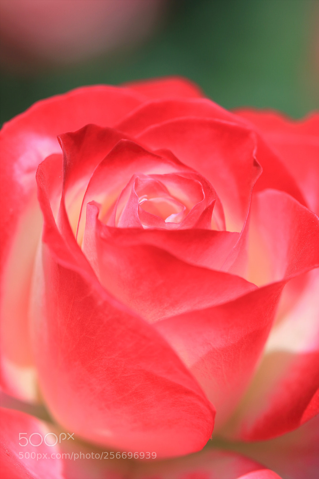 Canon EOS 7D Mark II sample photo. Rose photography