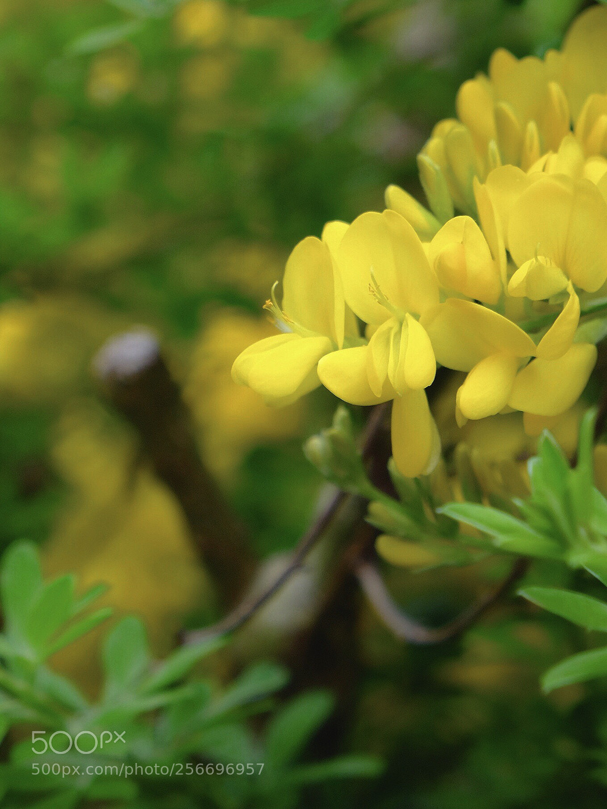 Fujifilm X-T1 sample photo. In the garden photography