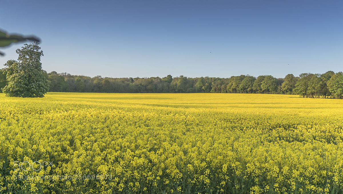 Sony ILCA-77M2 sample photo. Kingley vale - rapeseed photography