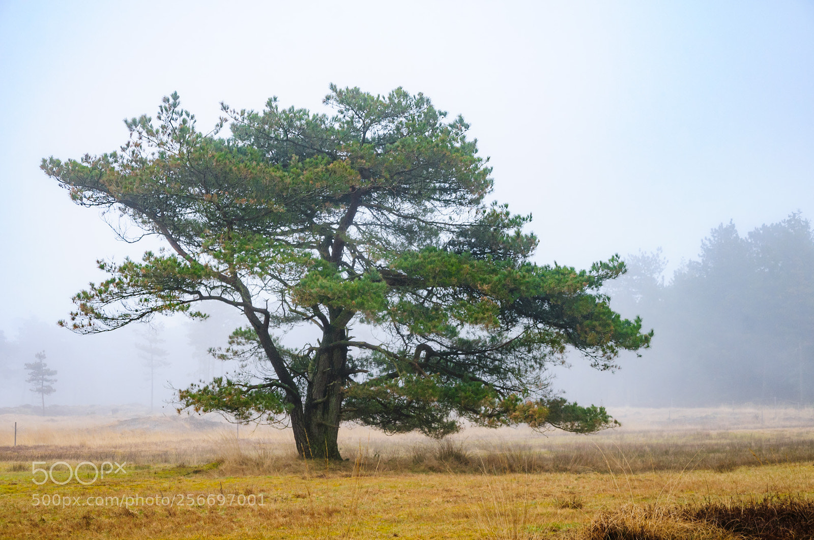 Nikon D300 sample photo. Tree in field photography