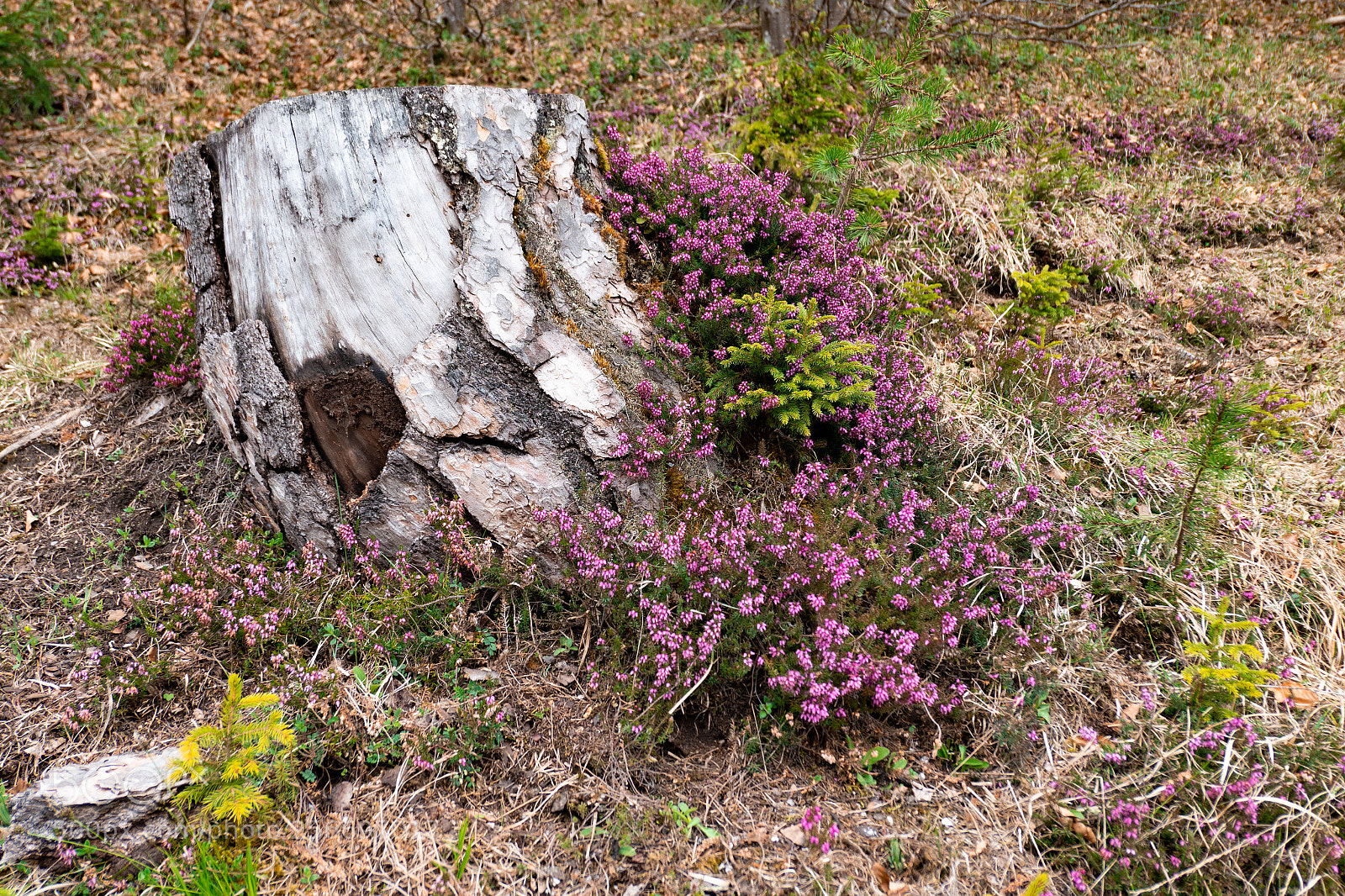 Panasonic Lumix DMC-LX10 (Lumix DMC-LX15) sample photo. Stump photography
