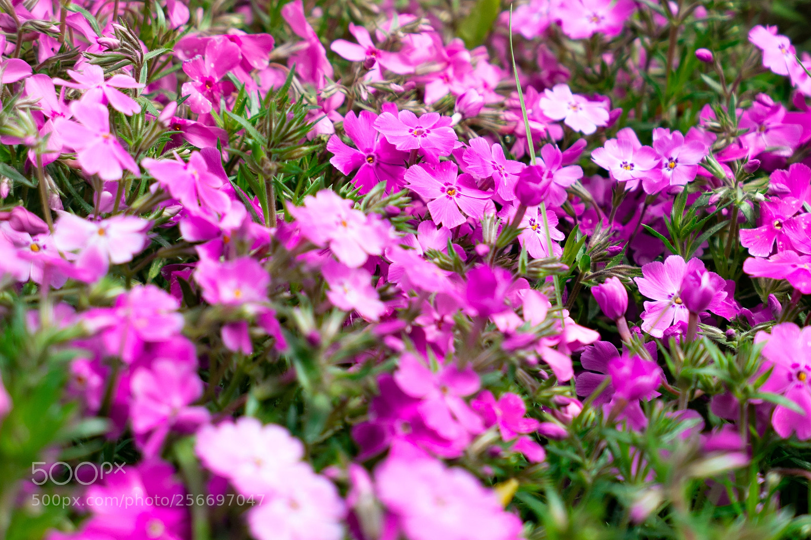 Panasonic Lumix DMC-LX10 (Lumix DMC-LX15) sample photo. Purple photography