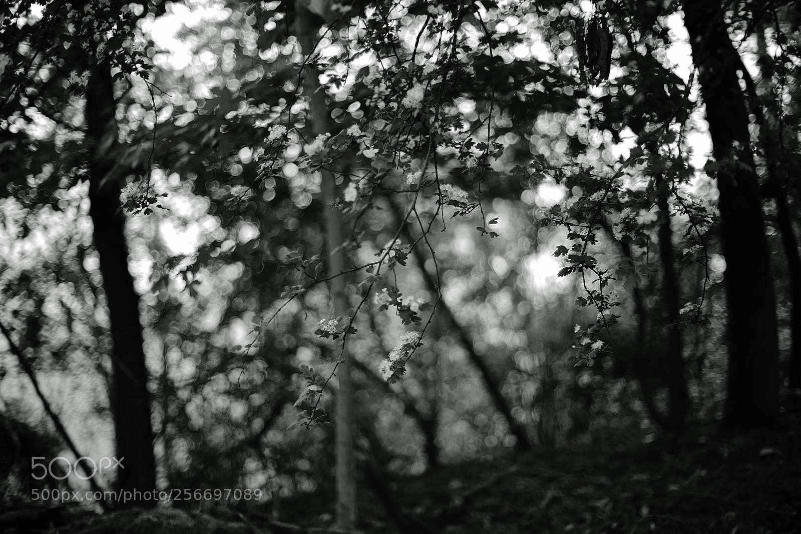 Sony a7R II sample photo. Crataegus with bokeh 4 photography