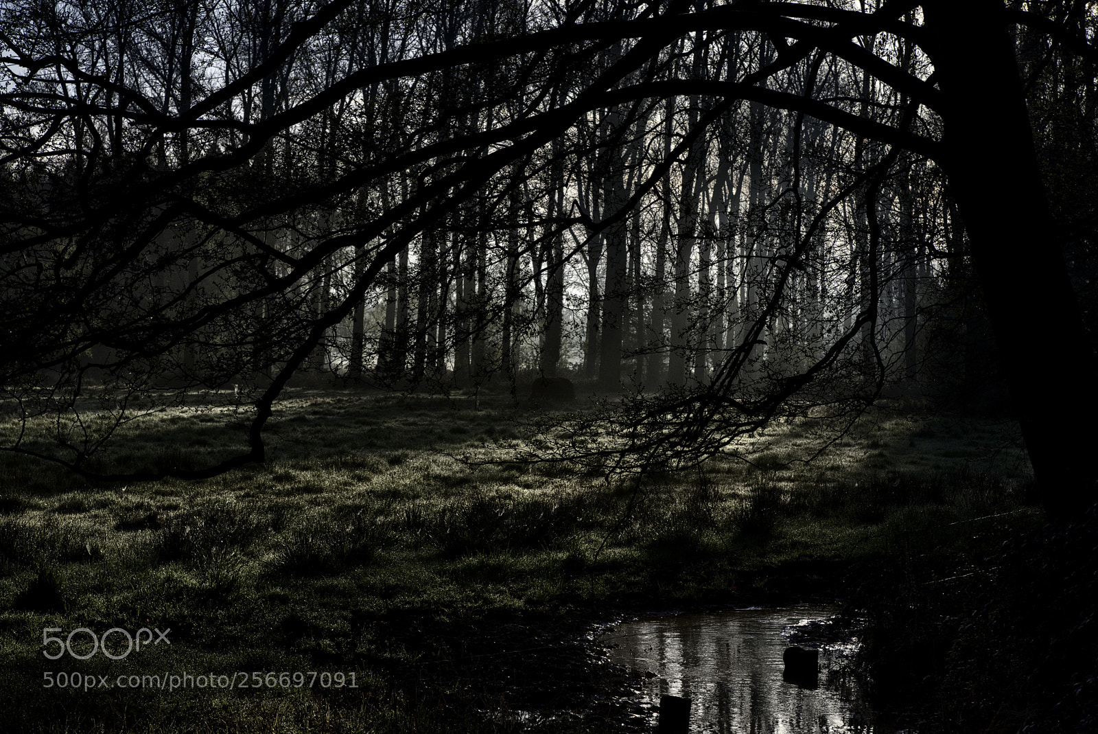 Nikon D750 sample photo. Forest38 photography