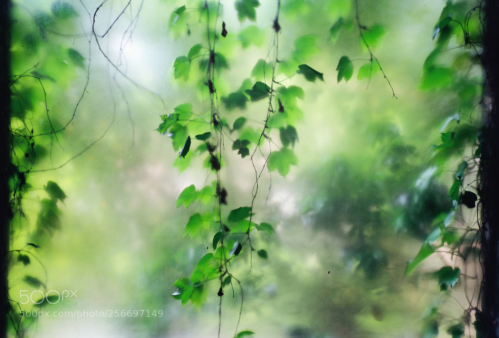 Canon EOS 6D sample photo. 立夏.绿 photography