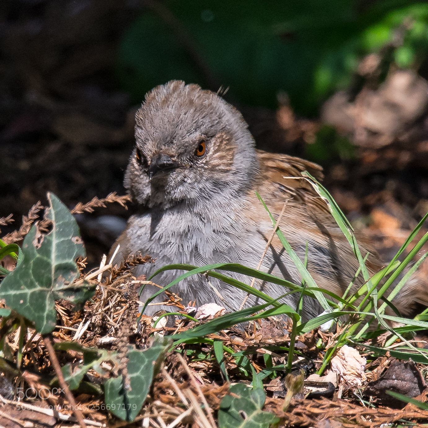 Nikon D850 sample photo. Fierce young dunnock photography