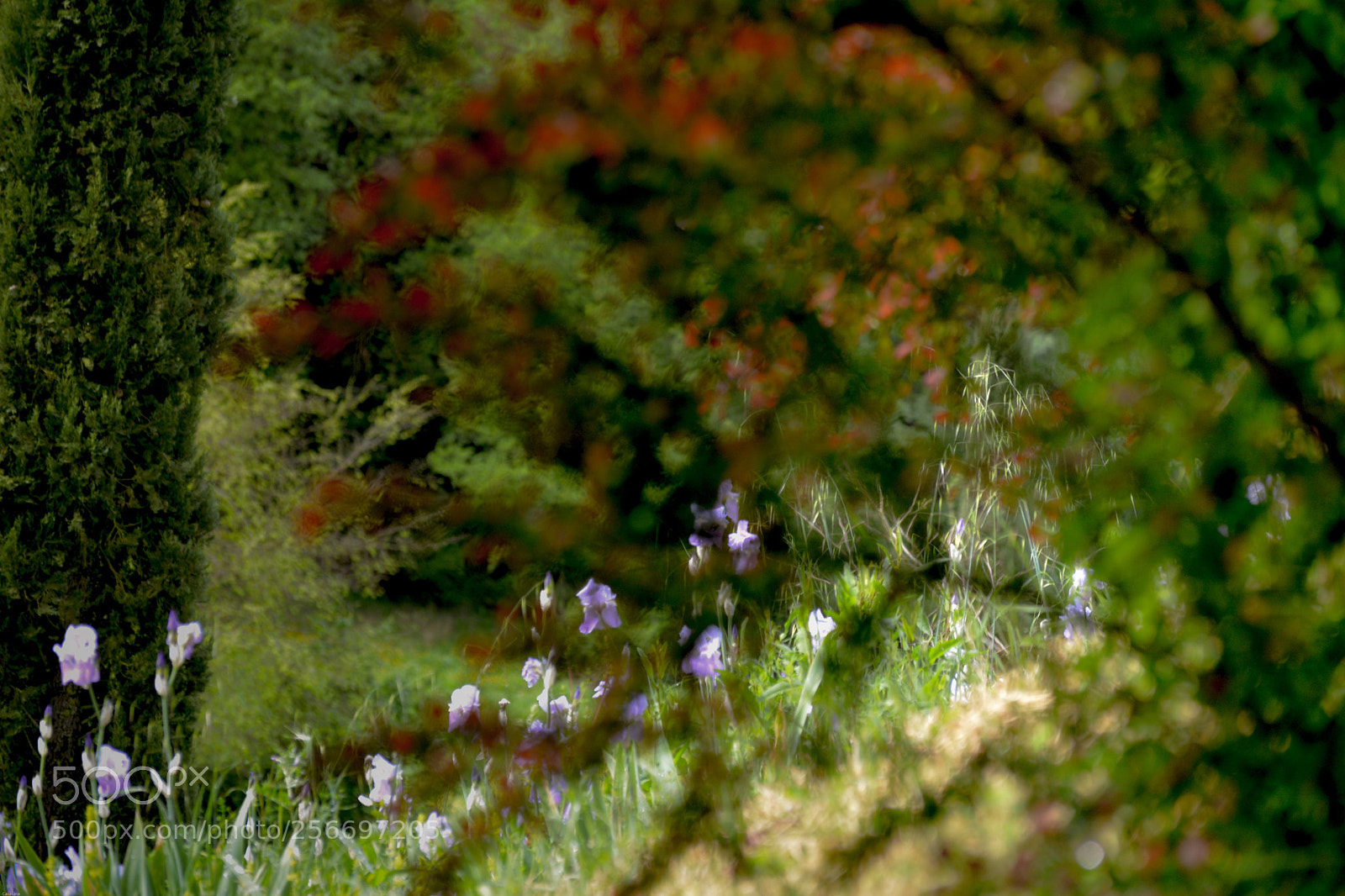 Nikon D5200 sample photo. Irises of the valley photography
