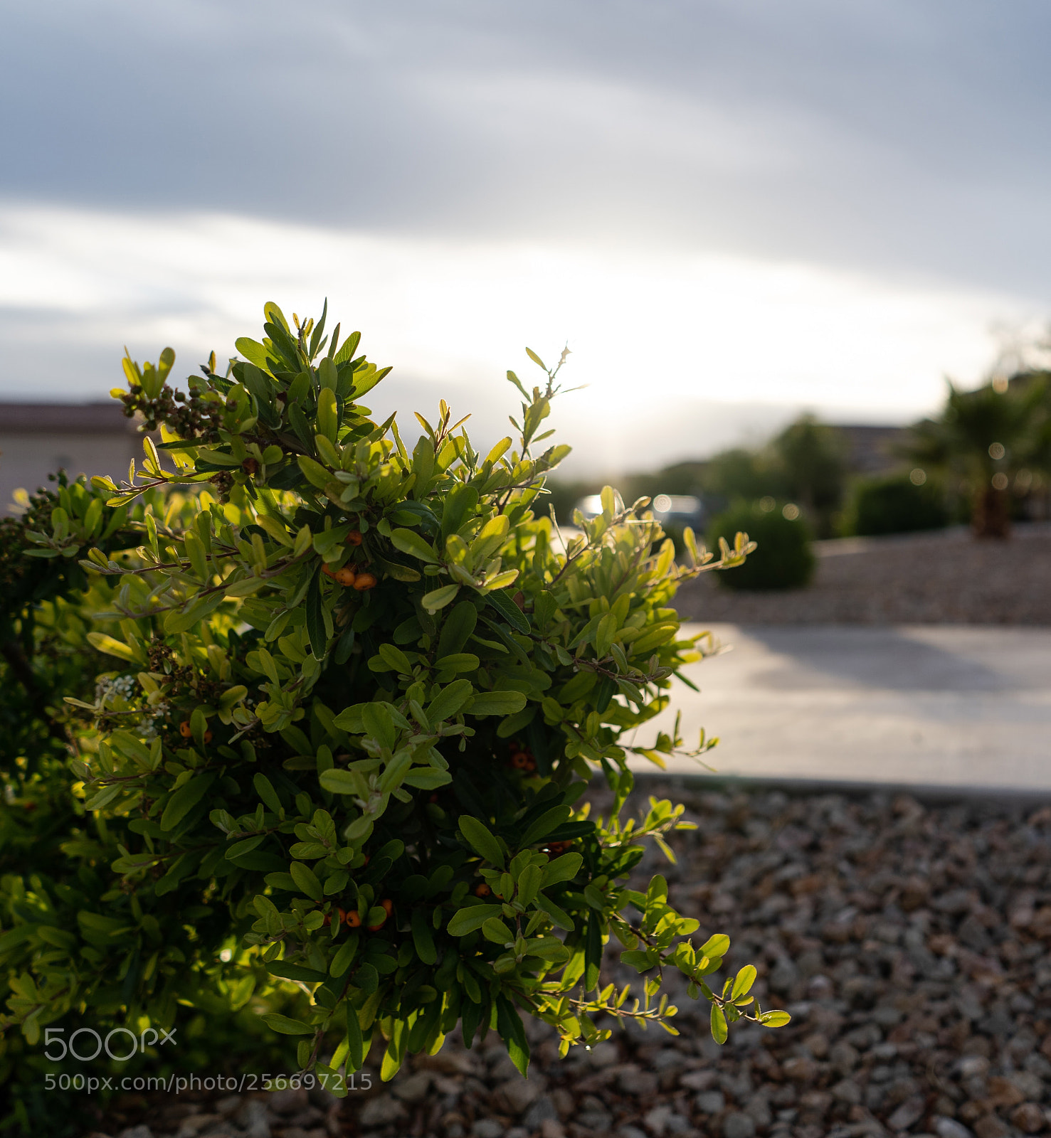 Sony a7 III sample photo. Untitled photography