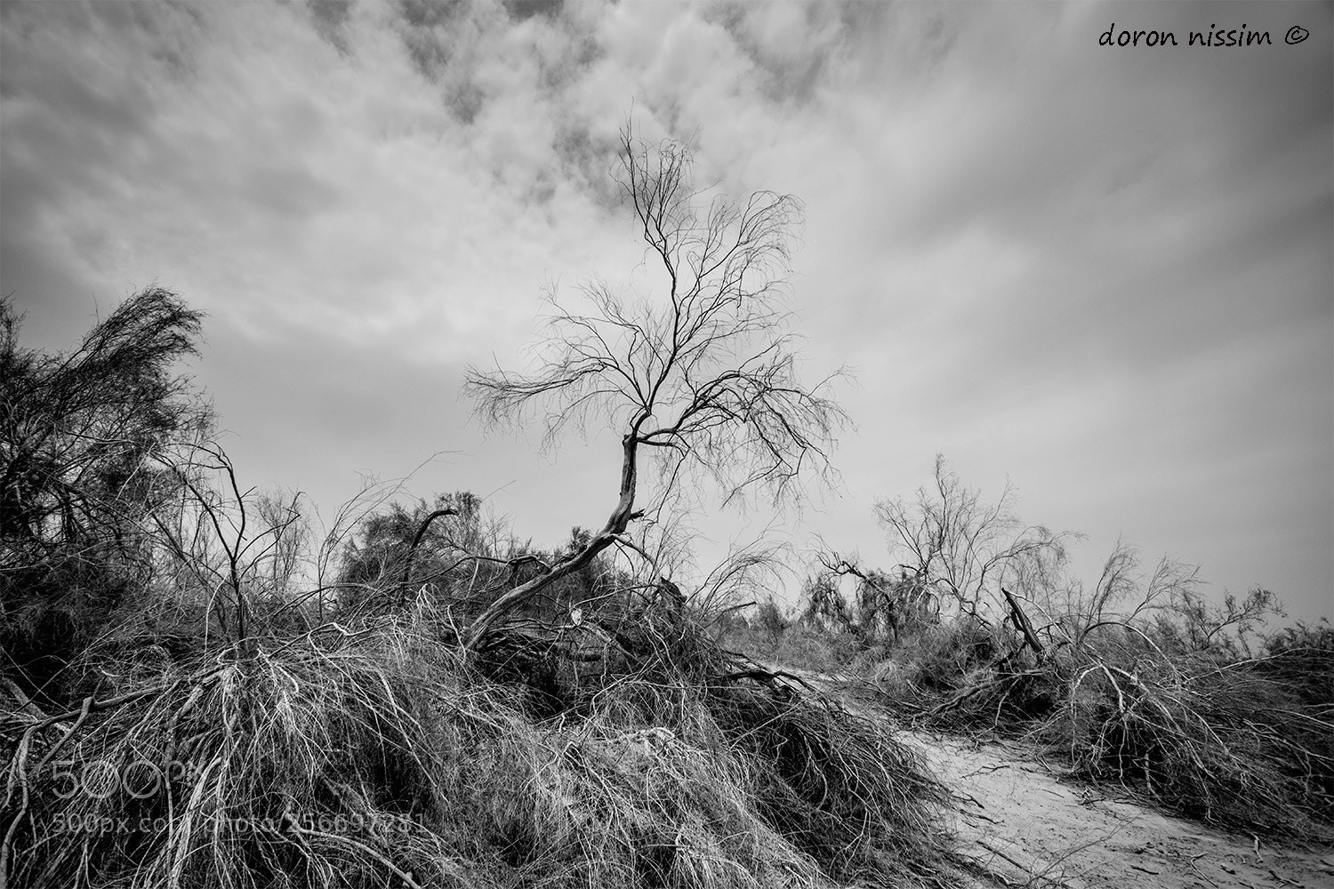 Canon EOS 5D Mark IV sample photo. Black forest photography