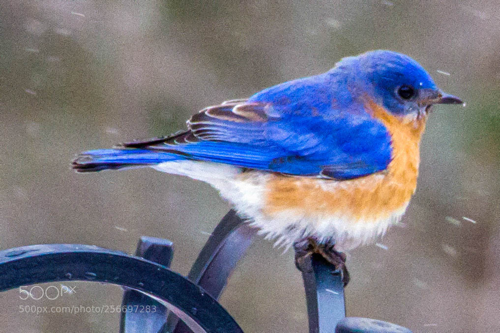 Canon EOS 550D (EOS Rebel T2i / EOS Kiss X4) sample photo. Eastern bluebird photography