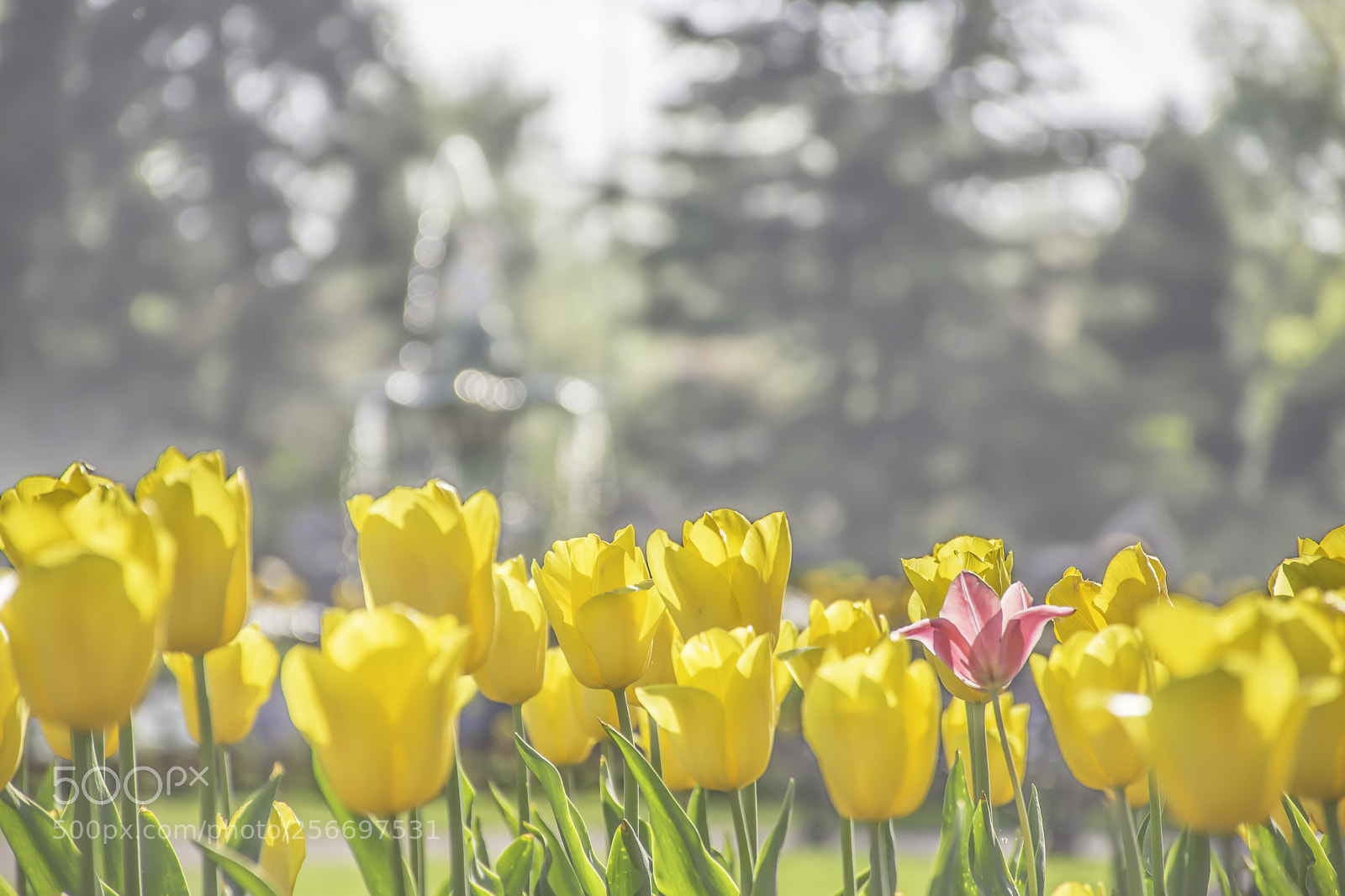Nikon D7200 sample photo. Yellow tulips blossom in photography