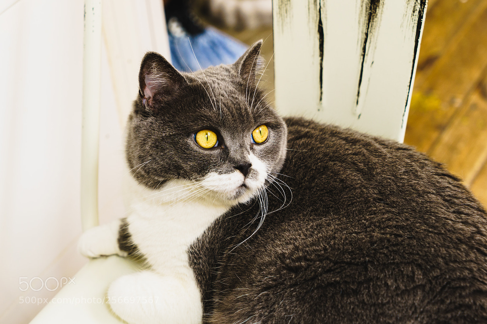 Sony a7 sample photo. Why wake up me? photography