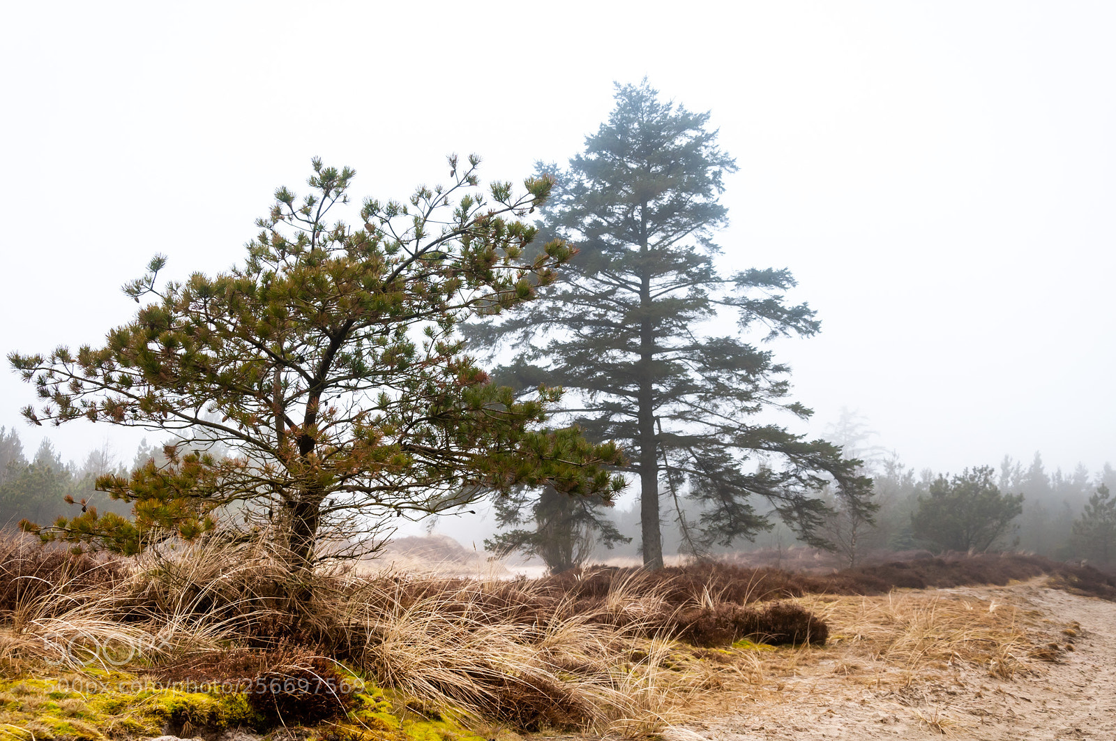 Nikon D300 sample photo. Landschaft auf fan mit photography