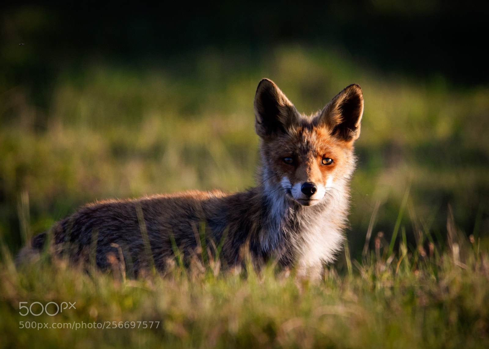 Nikon D3300 sample photo. Peek-a-boo fox photography