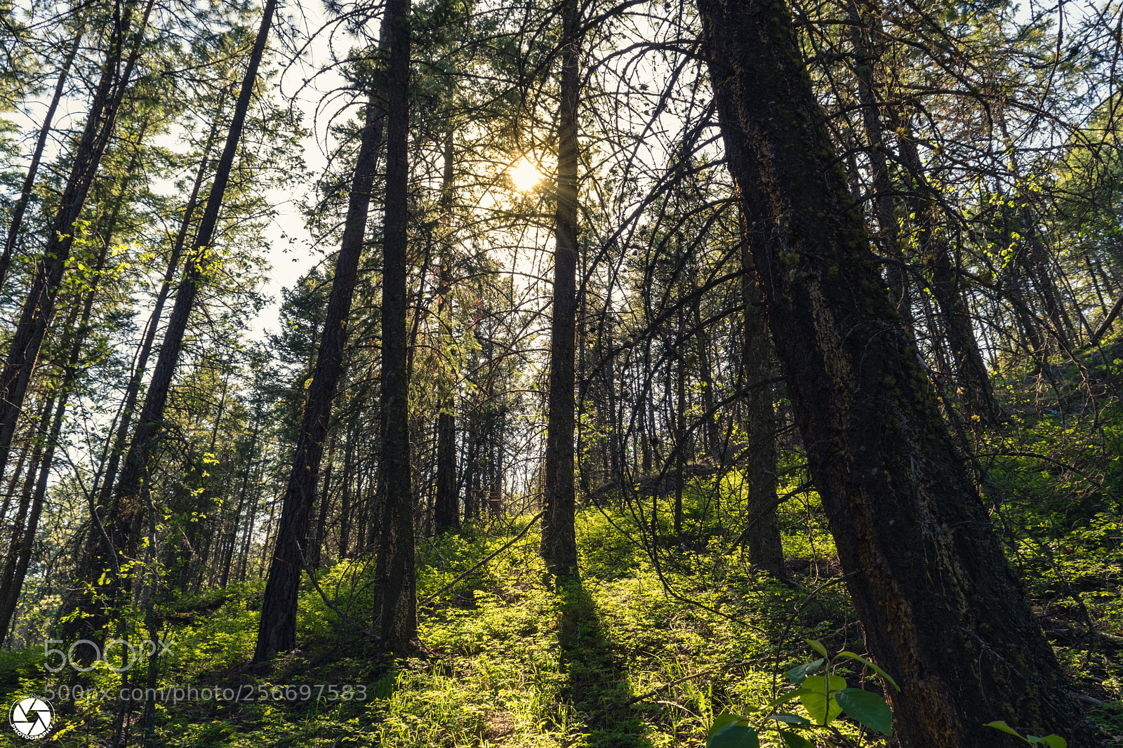 Nikon D5500 sample photo. Spring greens photography