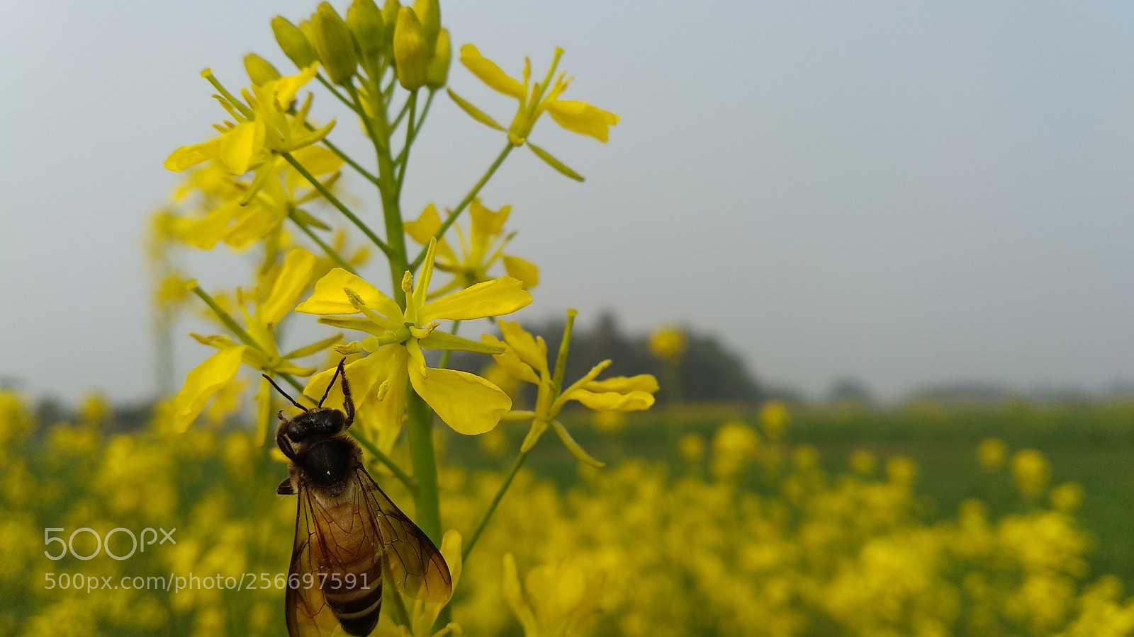 Xiaomi Mi A1 sample photo. Worker of honey factory photography