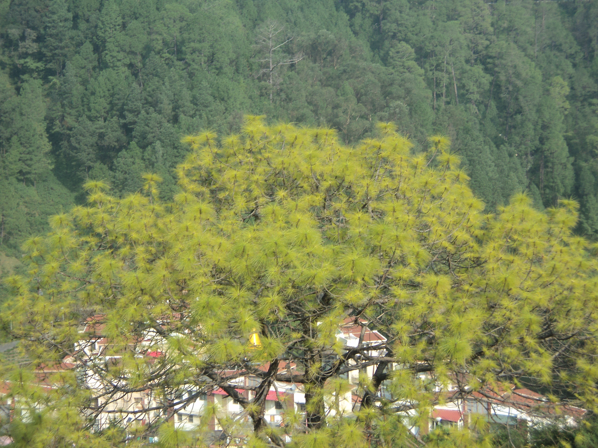 Sony Cyber-shot DSC-W310 sample photo. The mesmerizing tree photography