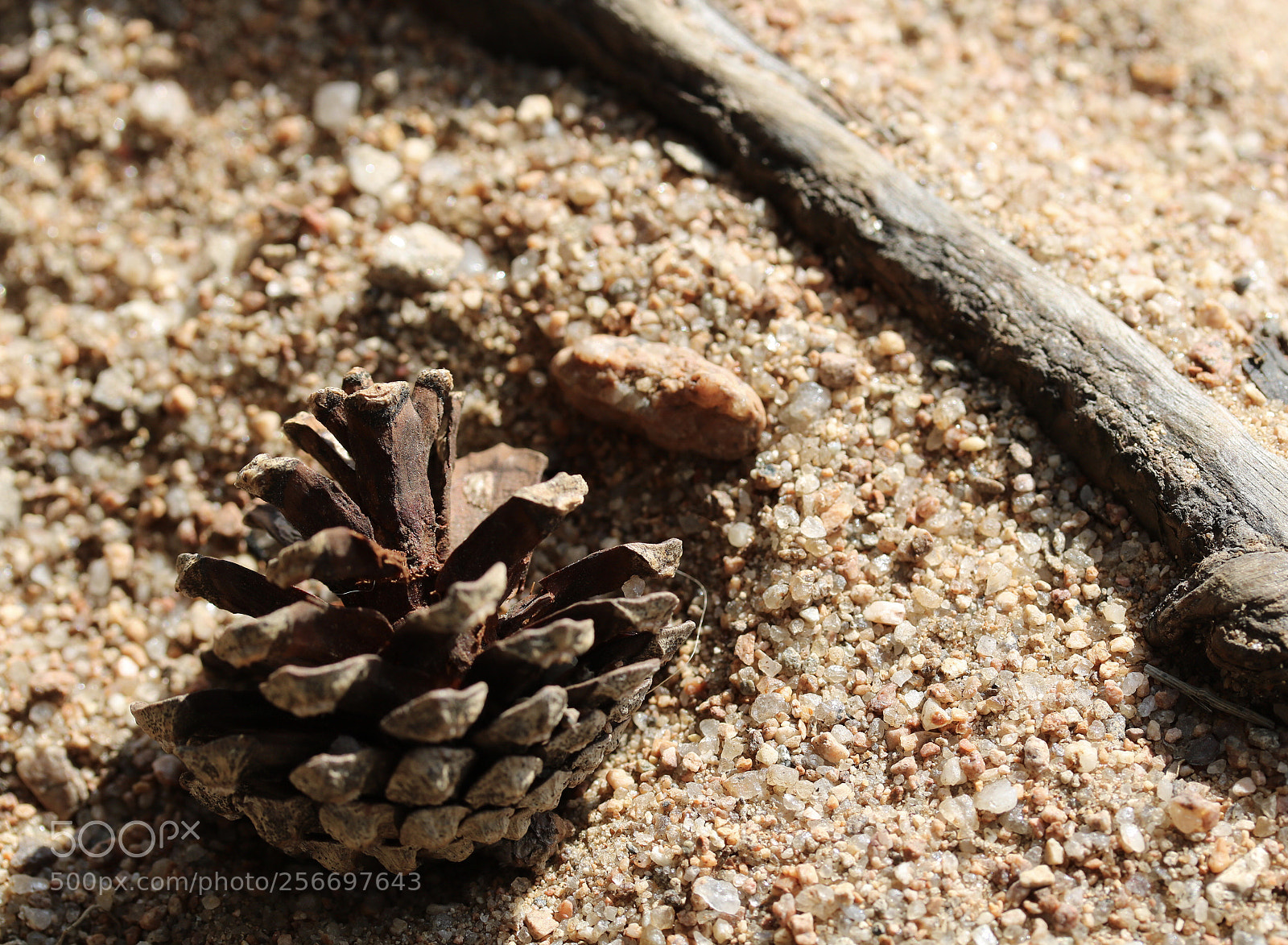 Canon EOS 750D (EOS Rebel T6i / EOS Kiss X8i) sample photo. Acorn photography