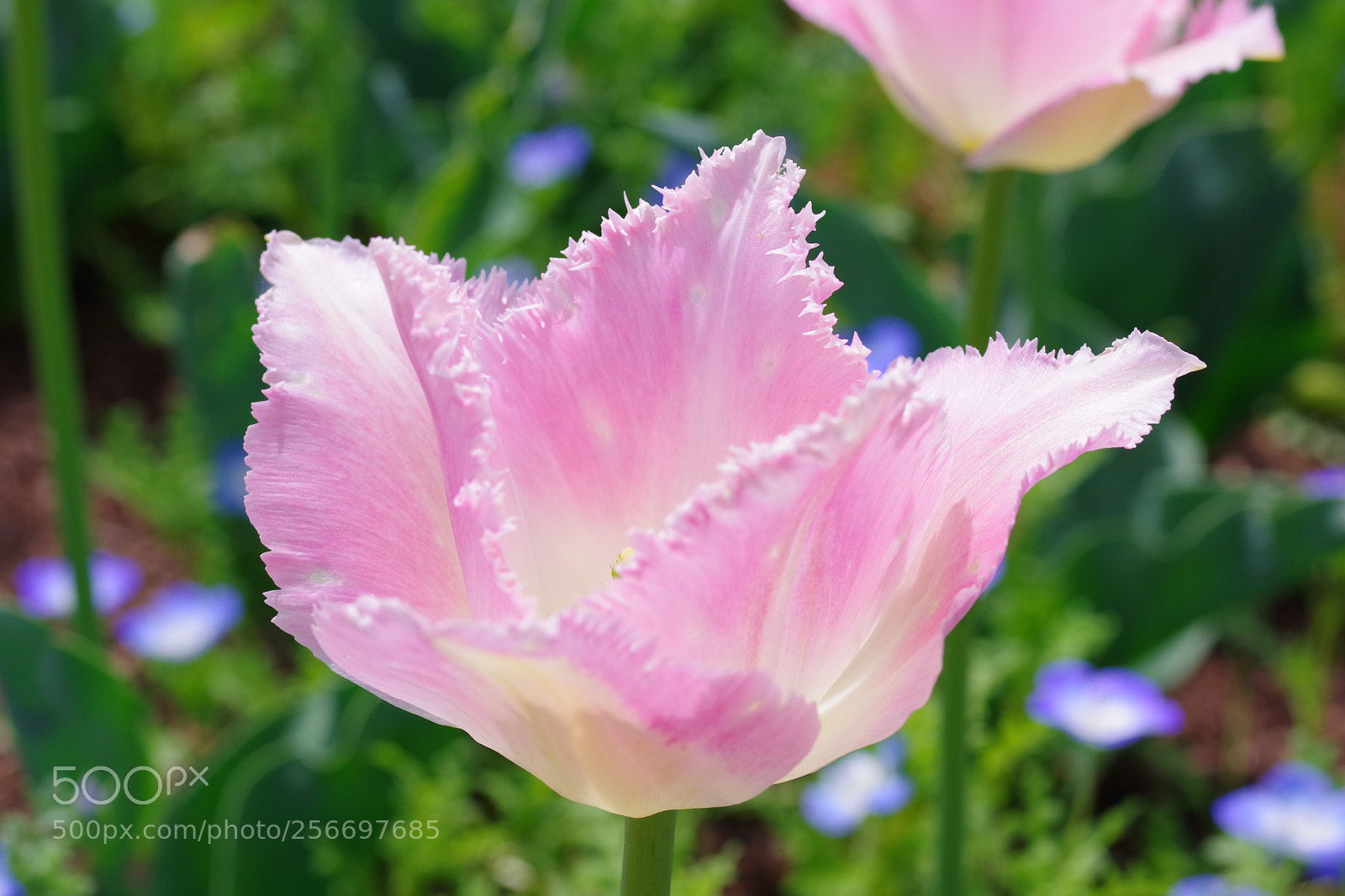 Pentax K-70 sample photo. Untitled photography