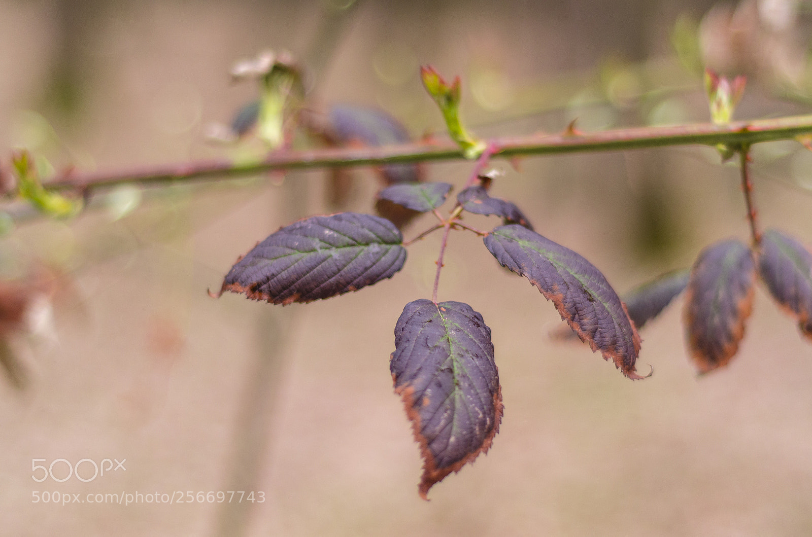 Nikon D7000 sample photo. Purple leafs.jpg photography