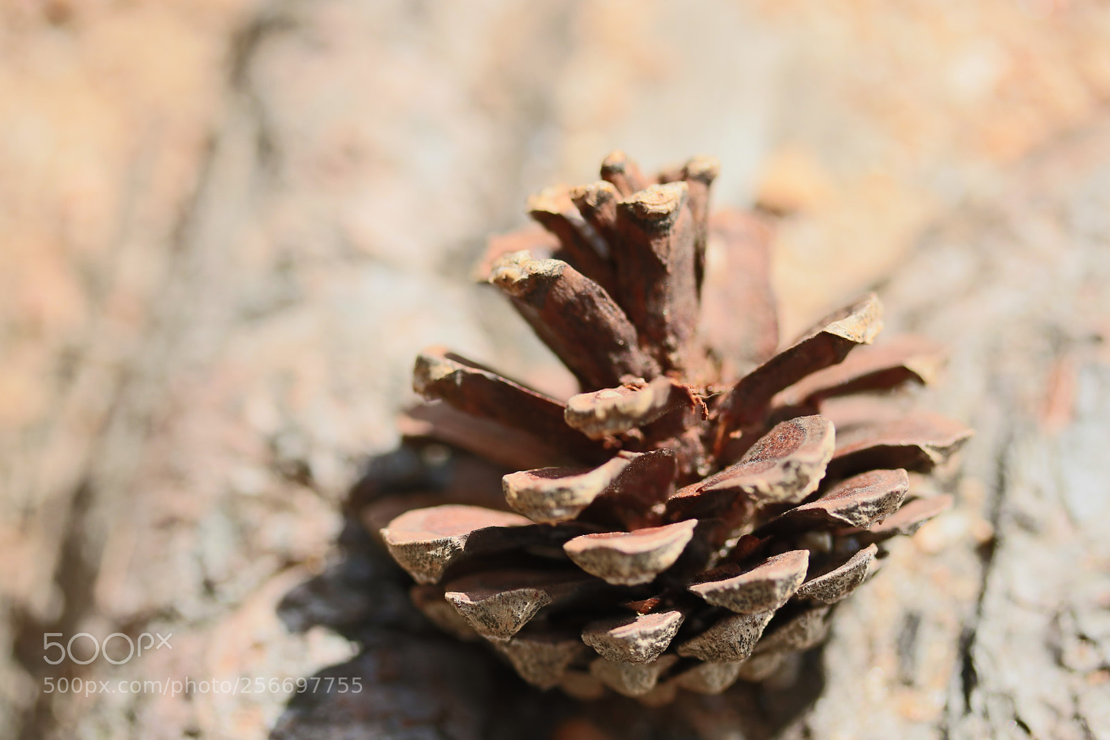 Canon EOS 750D (EOS Rebel T6i / EOS Kiss X8i) sample photo. Acorn photography