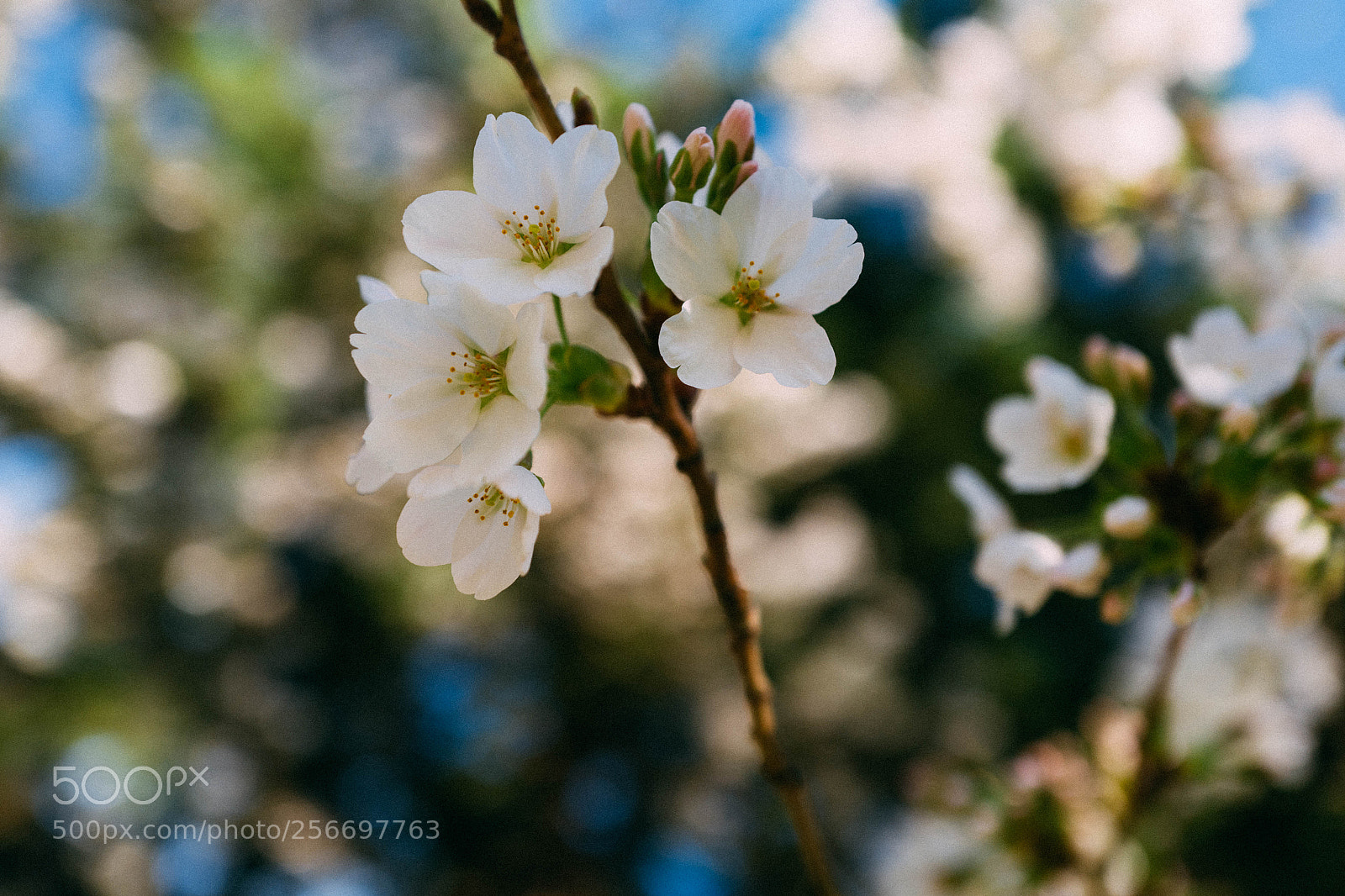 Leica Q (Typ 116) sample photo. Sakura photography