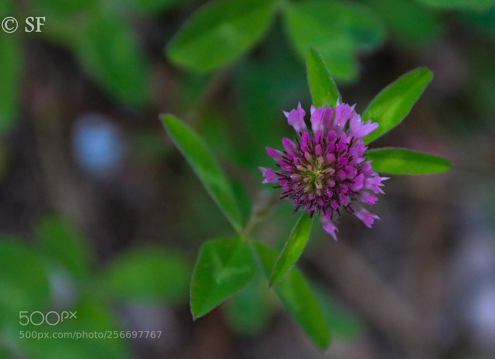 Canon EOS 750D (EOS Rebel T6i / EOS Kiss X8i) sample photo. The clover boom photography