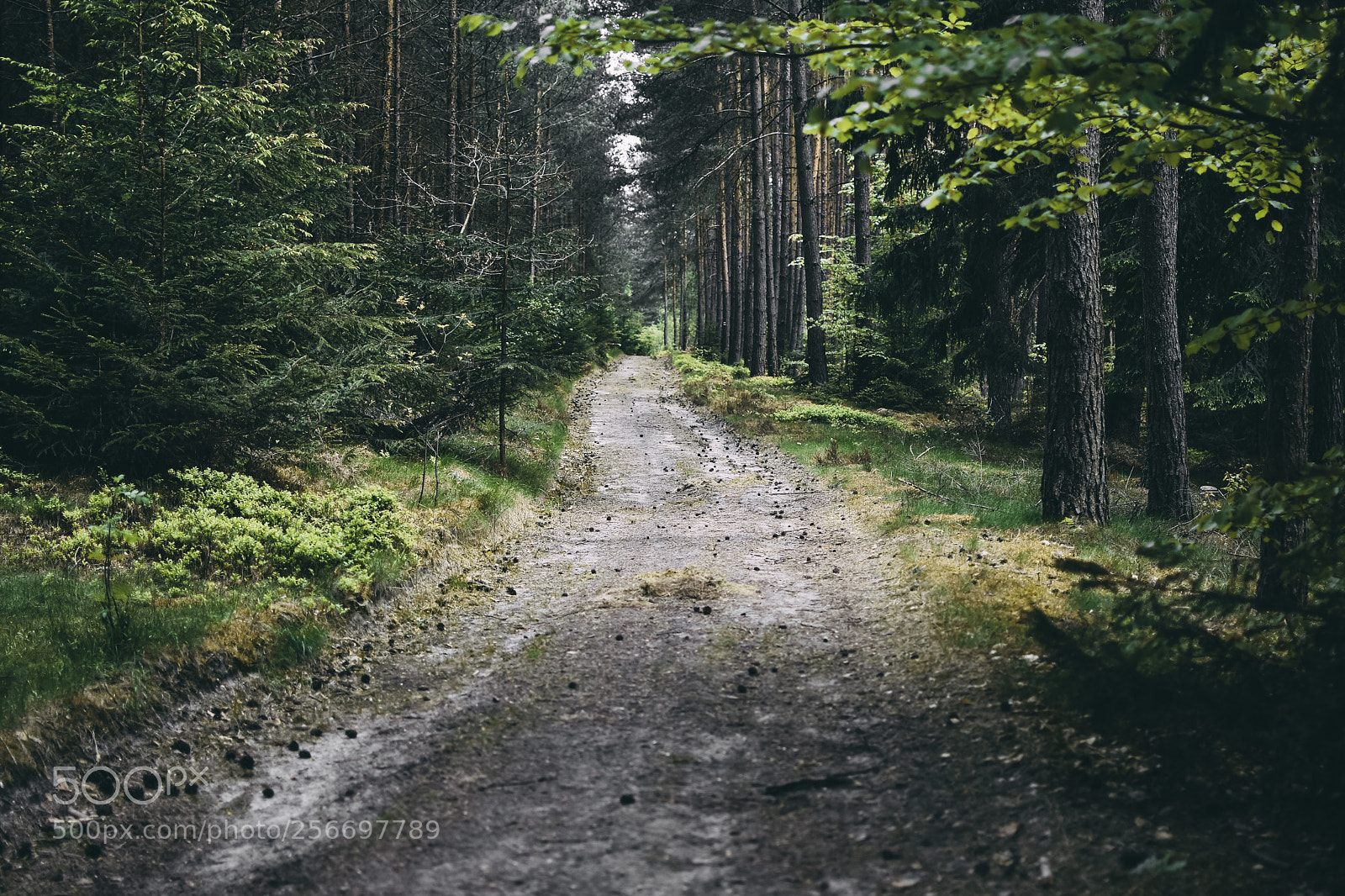 Nikon D7200 sample photo. Forest photography