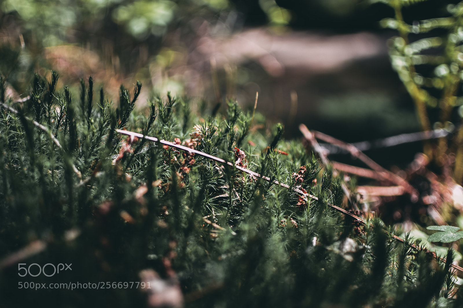 Nikon D7200 sample photo. Forest photography