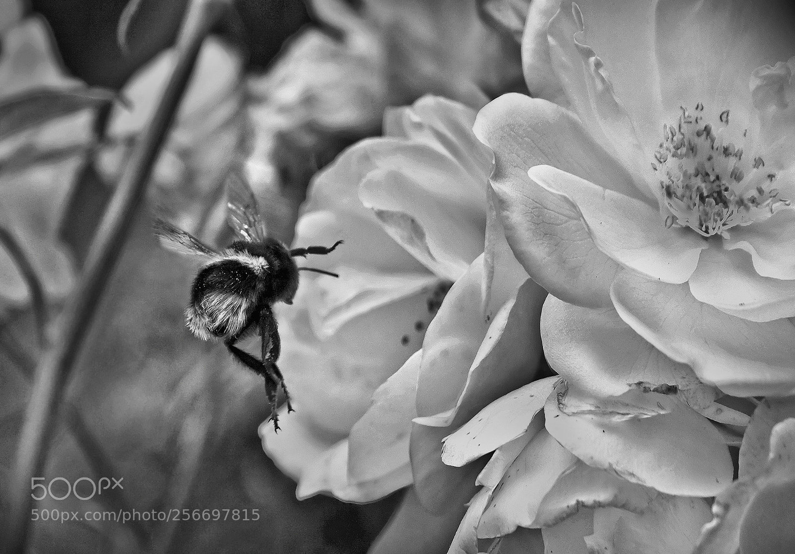 Canon EOS 1000D (EOS Digital Rebel XS / EOS Kiss F) sample photo. Bee cam photography