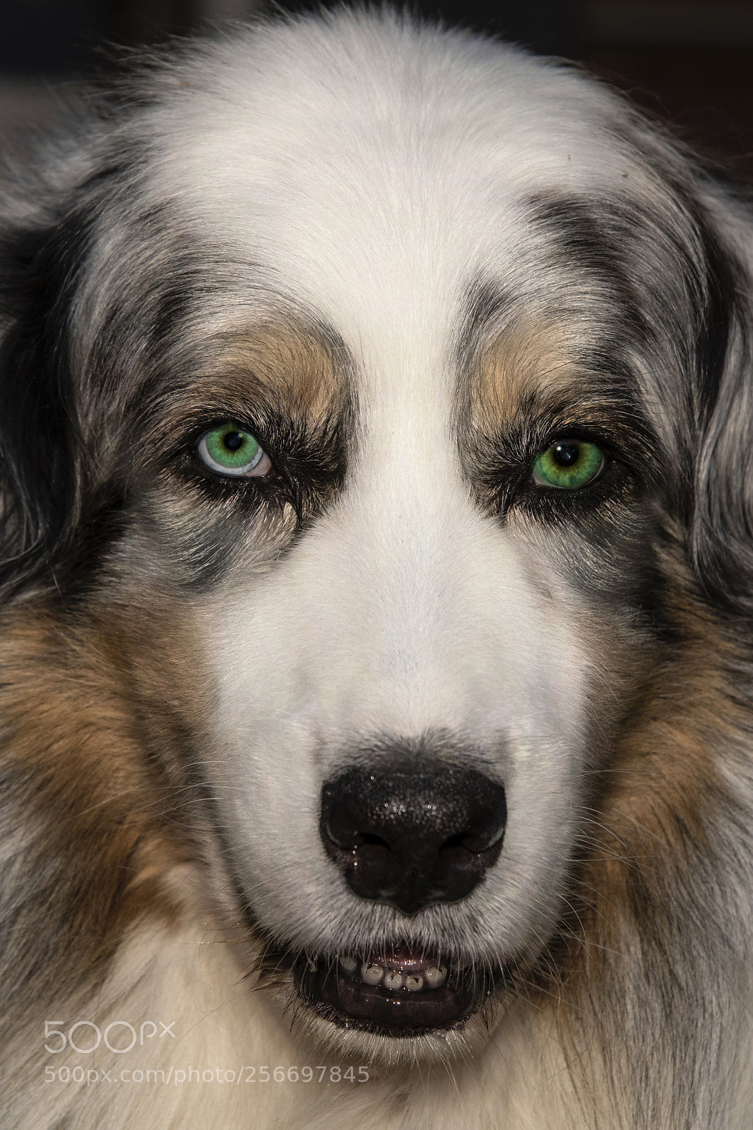 Nikon D850 sample photo. Collie from bertahof photography