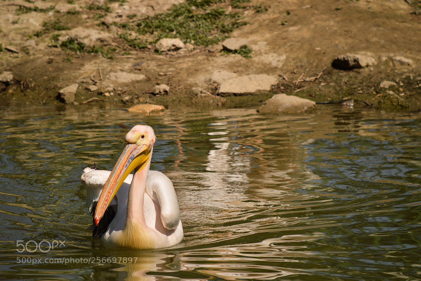 Nikon D3200 sample photo. Pelican photography