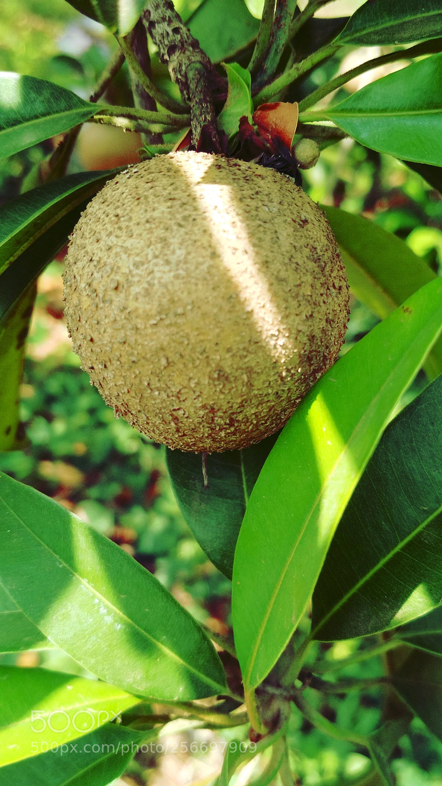 Xiaomi Redmi 4 Pro sample photo. Chiku photography