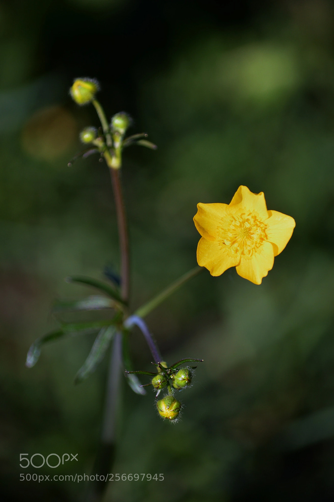 Nikon D3200 sample photo. Dsc/flower photography