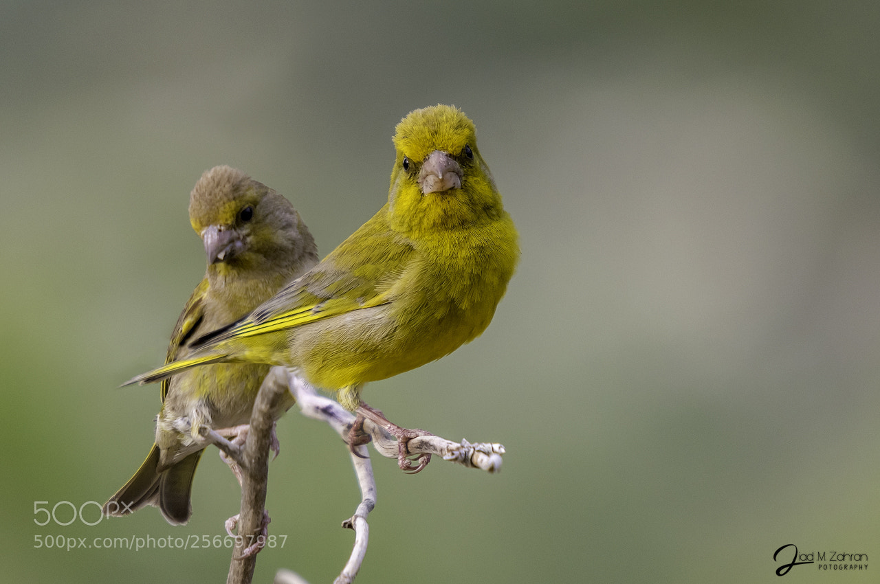 Nikon D810 sample photo. Birds photography