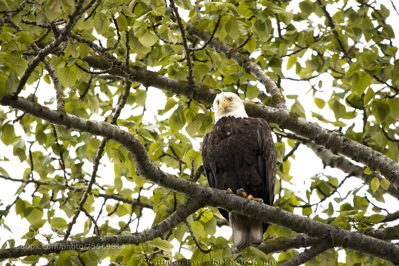 Canon EOS 70D sample photo. Eagle paernt photography