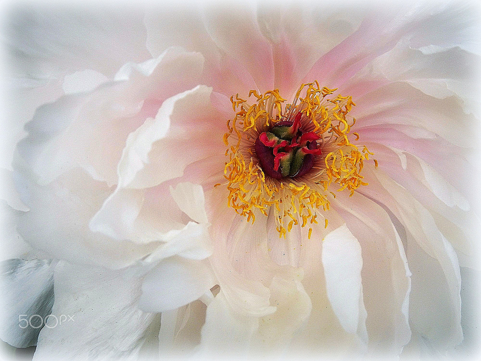 Sony Cyber-shot DSC-HX80 sample photo. "white" photography
